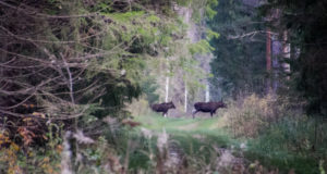 Põdrajaht käib täistuuridel