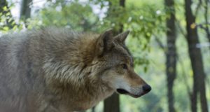 Hundid käisid otse peremehe akna all lambaid murdmas