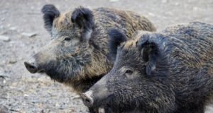 31 aastat pärast Tšornobõli: Rootsis lasti radioaktiivne metssiga