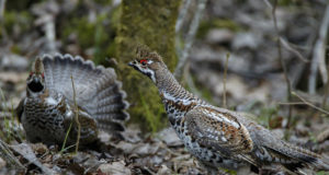 Eesti Loodus korraldab 18. korda fotovõistlust