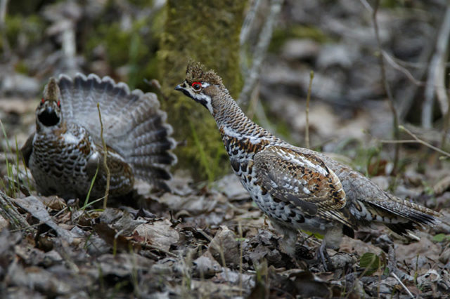 eigo-reva-EJ 16 eriauhind