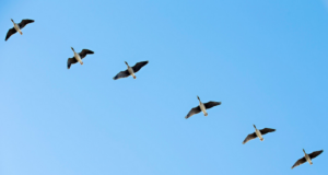 Veelindude jahiturismi küsimuses üksmeelt pole