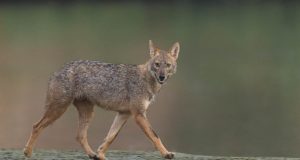 Šaakalite põhjustatud kahjud on ametlikust statistikast kordades suuremad