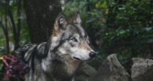 Eestist leiti kuus hundi ja koera hübriidi