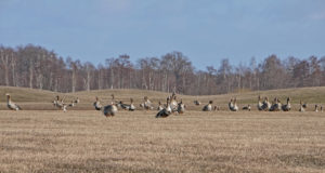 EJ 6/2020: Haneliste kevadise heidutusjahi uuring 2020