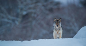 Esimese nädalaga on kütitud üks hunt