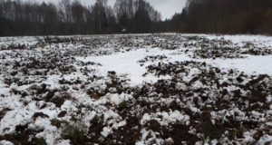 Piltuudis: talverõõmud