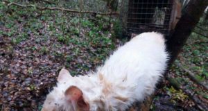 Jõgevamaalt leiti albiino nugis