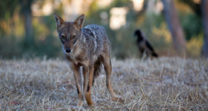 Mida on kliimamuutused Eesti looduses korda saatnud ja milline on tulevik?