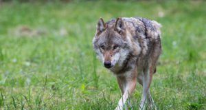 Vajame abi hundi väljaheidete kogumisel!