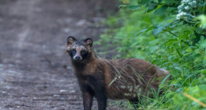 Kährik jäi kaitseraua külge kinni