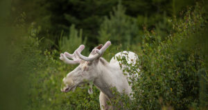 Rootsi valge põder tahetakse maha lasta