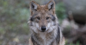 Seni kütitud vaid kaks hunti