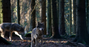 Harju- ja Hiiumaa jahimehed avasid hundijahi