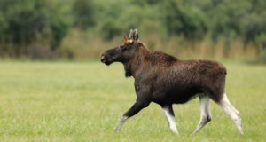 EJ 5/2017: Põdra asurkonna ohjamisest