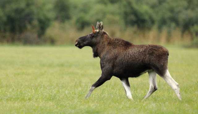 4B0A4763.JPG- põder