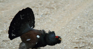 Vapilind võttis koha sisse Viljandi suvilarajoonis