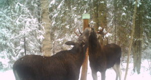 Piltuudis: õnnelikud põdrad Viljandimaal