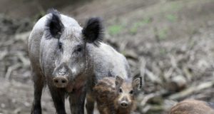 Piiriülene koostöö aitab takistada seakatku levikut