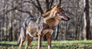 Jahimeeste hinnangul kasvab huntide arvukus iga aastaga