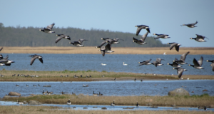 Saaremaal toimub veelinnujahi korraldajate koolitus