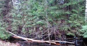 Leili metsablogi: kobraste valdused