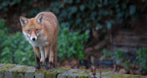 Kiirraudtee ehitus mõjutab meie loomaliike