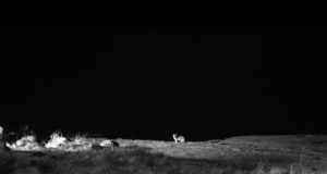 VIDEO: šaakalid veebikaamera ees