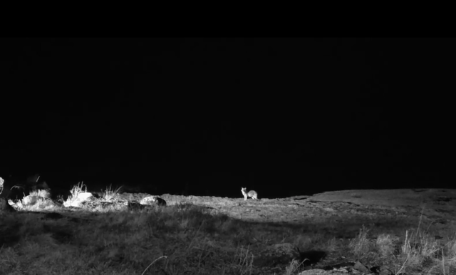 saakal-looduskalender-kaamera