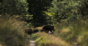 Jahimehed on küttinud üle neljasaja metssea