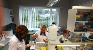 Venemaaga piirnevatel aladel algab metsloomade marutaudivaktsiini külvamine