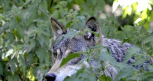 Metssigu asendavad huntide toidulaual metskitsed ja hirved