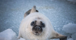 Detsembriks on kütitud ligi kümme hüljest