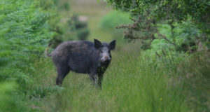 Saksamaal on seakatku nakatunud juba 86 isendit