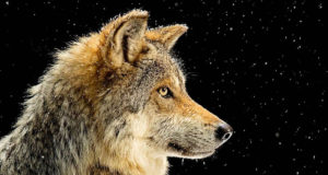 Ilmastikuolud soodustasid hundi küttimist