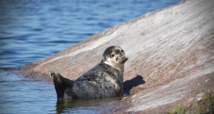 Keskkonnaamet kehtestas hallhülge küttimismahu