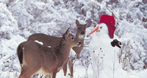 7 põhjust miks on oluline jahirahu pidada