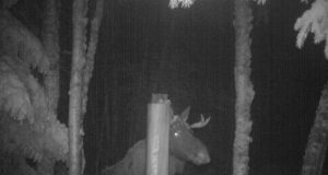 VIDEO: Põdrapull jälle tembutamas