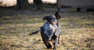 Prantsuse loomaõiguslased nõuavad koertega jahi keelamist