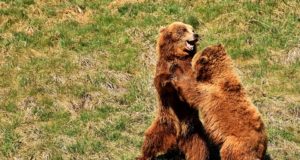 Rumeenias hukkus karurünnaku tagajärjel jahimees