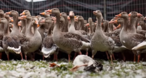 Hollandis on hanejaht keelatud, ent linde gaasitatakse tohutul hulgal