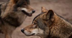 Jahimehed on tänavu küttinud 10 hunti