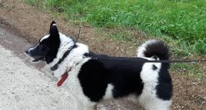 Harjumaal läks kaduma Vene-Euroopa laika