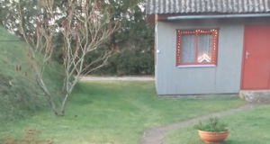 VIDEO! Rebane käis jõulurahu kuulutamas