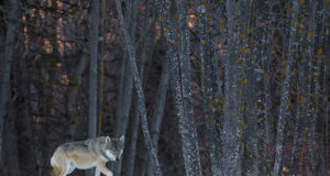 Möödunud jahiaastal kütiti 60 hunti