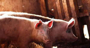 Harjumaal Kiili vallas tuvastati sigade Aafrika katk