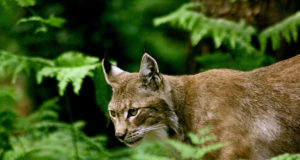 Maailmas tähistatakse eluslooduse päeva