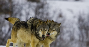 Keskkonnaamet suurendas hundi küttimismahtu