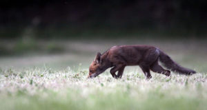 Eesti jäi marutaudist priiks