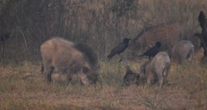 Jooksval jahiaastal on kütitud ligi 5000 metssiga